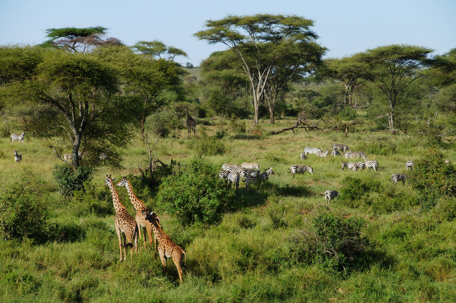 Serengeti safari with golden plains and wildlife